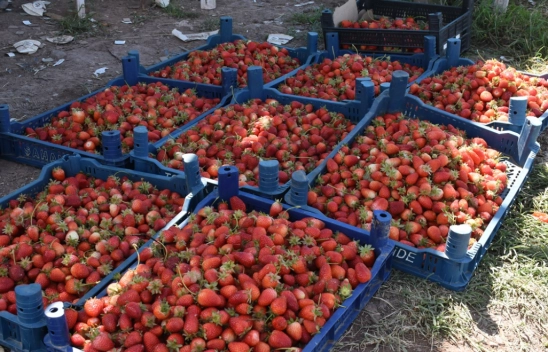 Malatya'da çilek hasadı başladı
