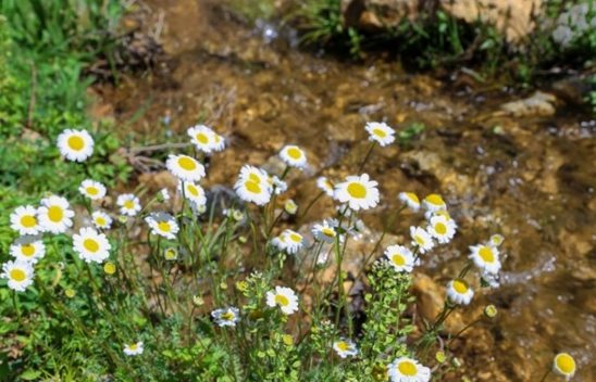 Malatya'da doğaseverlerden Beydağı eteklerine yürüyüş