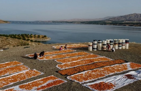 Malatya'da Kayısı Hasad Zamanı