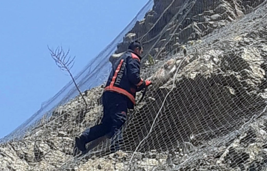 Malatya'da koruma tellerine takılan 2 yaban keçisi kurtarıldı
