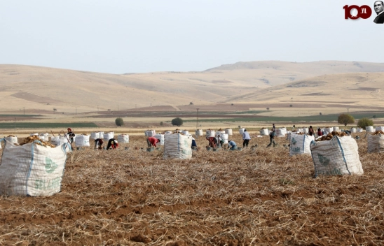Malatya'da patatesten 6 bin ton rekolte bekleniyor