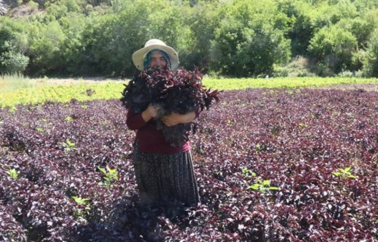 Mor Reyhan Japonya'ya, Köhnü Üzümü Türkiye'nin Dört Bir Yanına