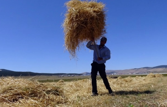 Sarıkamış'ta Arpa ve Yulaf Hasadı Başladı