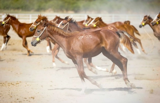 Sultansuyu'nda 2025 doğum sezonunda 110 tay dünyaya geldi