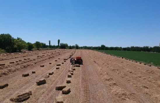 Sürdürülebilir Hayvancılık İçin Yem Bitkimi Üretiyorum