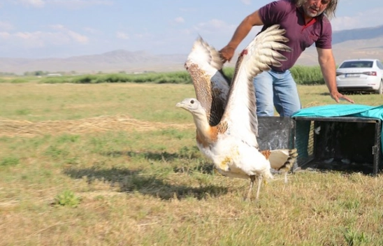 Tedavisi tamamlanan toy kuşu doğaya salındı