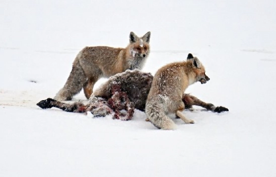 Van'da kar örtüsü üzerinde beslenen tilkiler görüntülendi