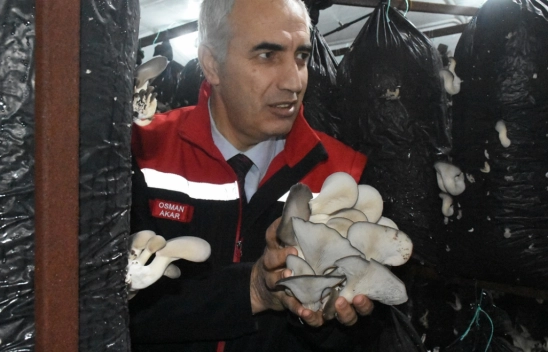 Yılda yaklaşık 95 ton mantar üretiliyor