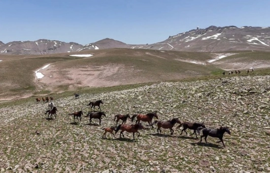 Yılkı atları Yama Dağı'nda özgürce koşuyor