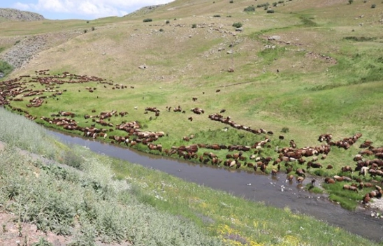 Zorlu Koşullarda Üretim: Göçerler Yazı Yaylalarda Geçiriyor