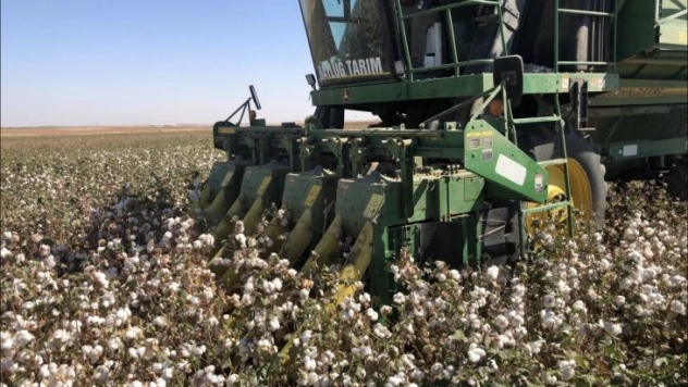 'Beyaz altın'da yüksek rekolte sevinci