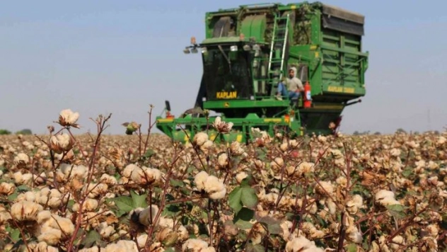 'Gelincik' ve 'Sarıgelin' hasat edildi