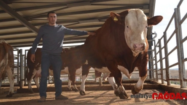 824 kiloluk boğayı görenler hayretler içinde kaldı
