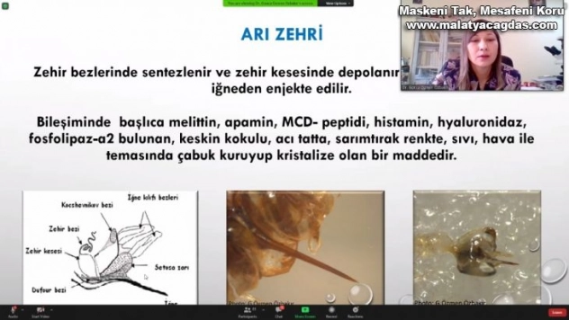 'Sağlık İçin Arı Zehri' Projesi yürütülüyor