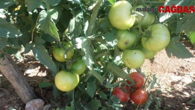 Sırık Domates Yetiştiriciliği Tarla Günü yapıldı