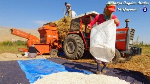 Tarladan halka fasulye