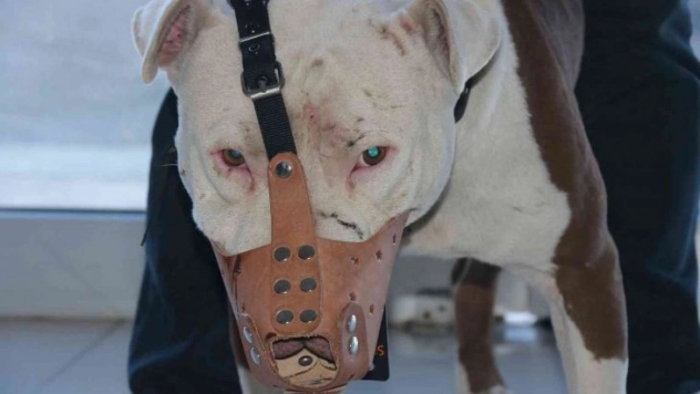 'Yasaklı ırk' köpek sahipleri silah alamıyor, saldırgan köpek yetiştiriyor