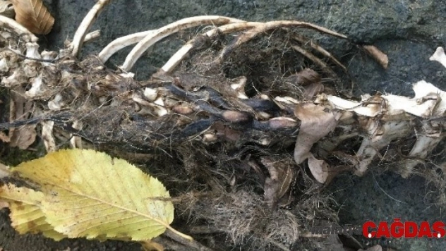 1,5 metre uzunluğunda, 2 ayaklı hayvan iskeleti 'Su Samuru'na ait çıktı