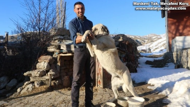 2 kangal sürüye yaklaşan ayıyı böyle kovaladı
