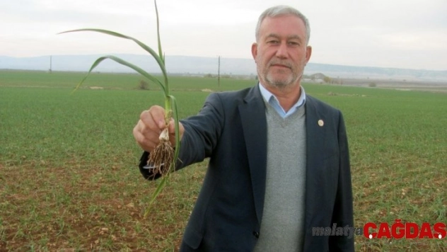2020 yılının ilk sarımsağından 65 ton rekolte bekleniyor