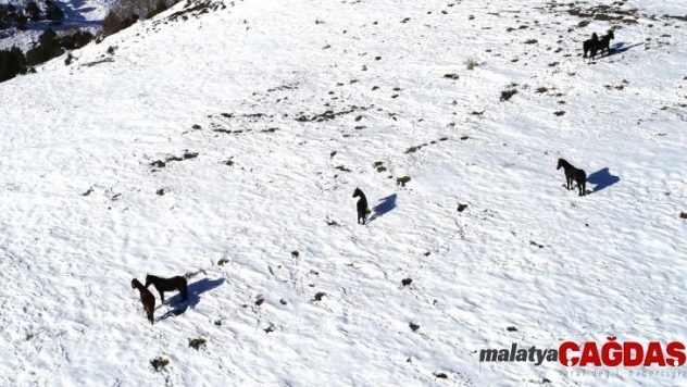 25 yıldır yılkı atlarına bakıcılık yapıyor