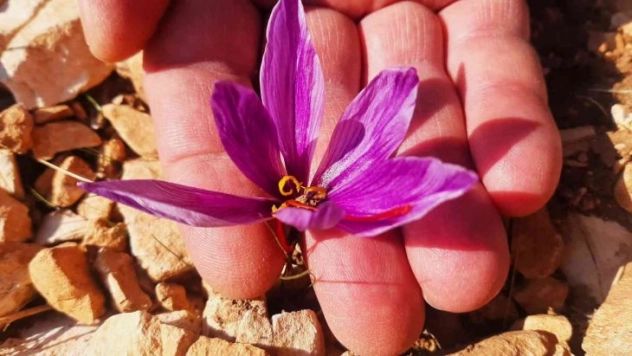 250 gram safranla 25 bin lira gelir