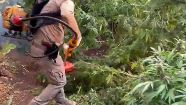 3 milyon 476 bin kök kenevir ve skunk ele geçirildi