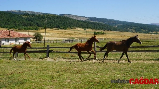 4 bin nüfusu bulunan bu ilçe, hipodromun şampiyon atlarını yetiştiriyor