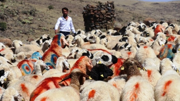 40 yıl aradan sonra Koç Katım Şenliği yeniden düzenlendi