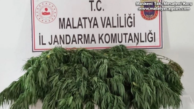 400 kök Hint keneviri ele geçirildi