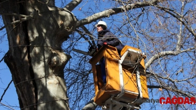 400 yıllık anıt ağaçta özel ekip çalışma başlattı