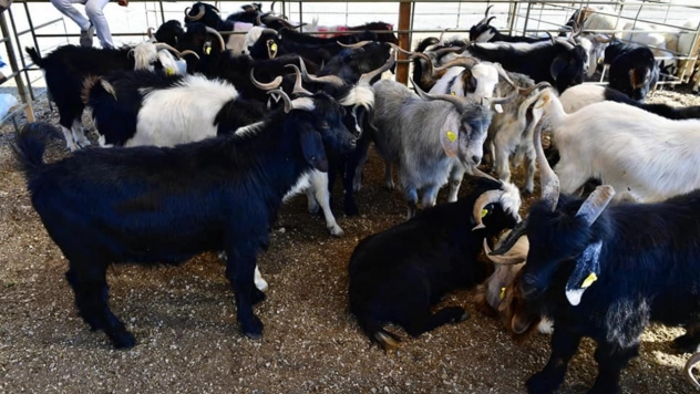 41 noktada kurban satış ve kesim yeri belirledi