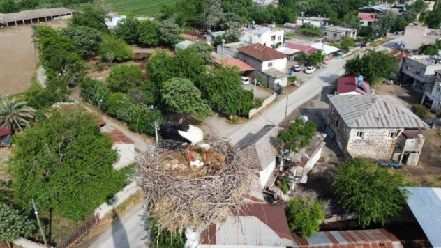 45 yıldır aynı caminin minaresine yuva yapıyorlar