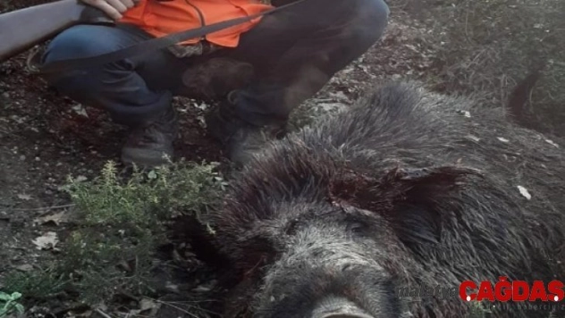 453 kiloluk domuzu görenler gözlerine inanamadı