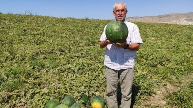6 ay boyunca bozulmayan karpuz 'Güreş Karpuzu'