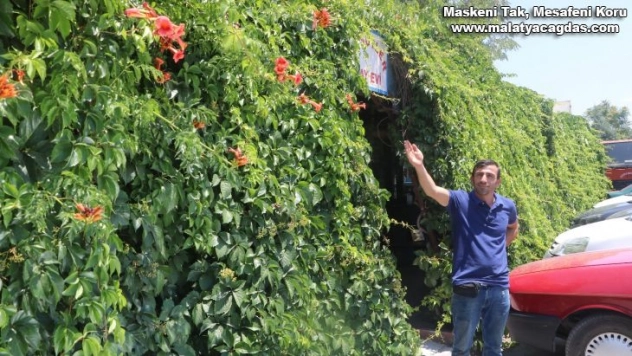 6 yıl önce diktiği sarmaşık iş yerini kapladı