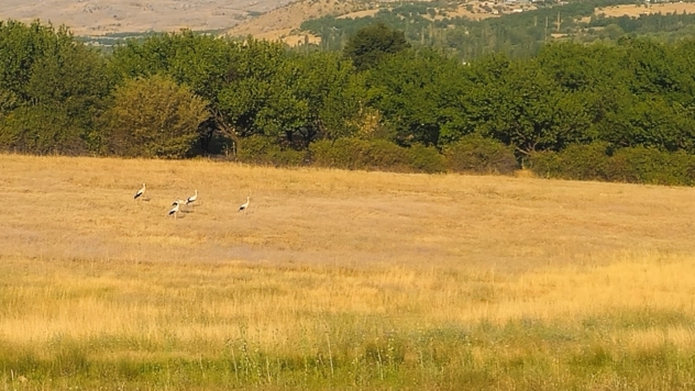 6 Yıl Sonra Döndüler: Doğanşehir'de Leylek Sevinci