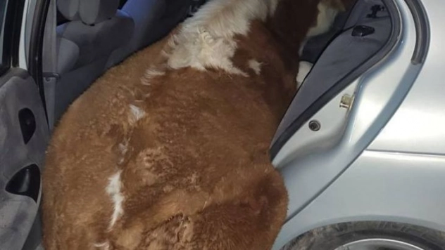 600 kiloluk ineği otomobille çalmaya kalkıştılar