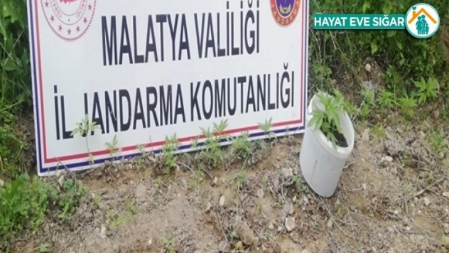 750 kök kaçak kenevir bitkisi ele geçirildi