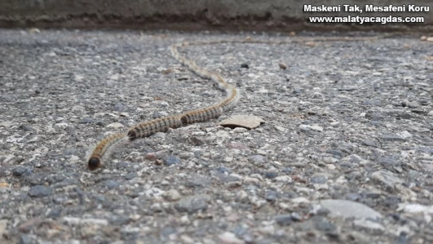 78 tırtıl ip gibi dizildi, görenler 'yılan' zannetti