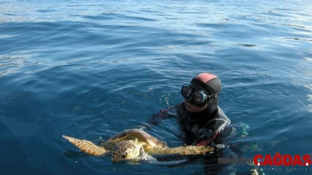 9 yıl önce kurtarılan kaplumbağa bu kez başaramadı