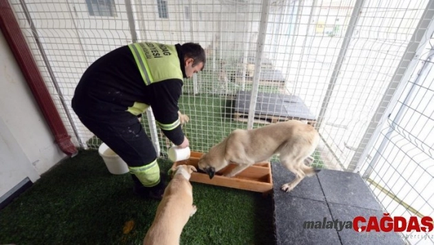 99 can dostu sahiplendirildi