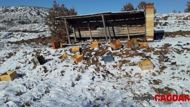 Aç kalan ayılar arı kovanlarına saldırdı