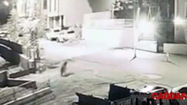 Aç kalan boz ayı, şehir merkezine indi