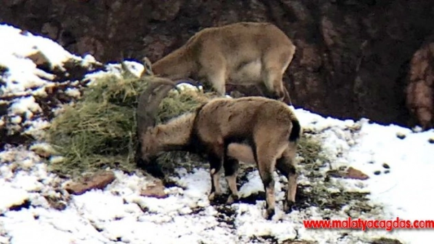 Aç kalan dağ keçileri yonca ile beslendi