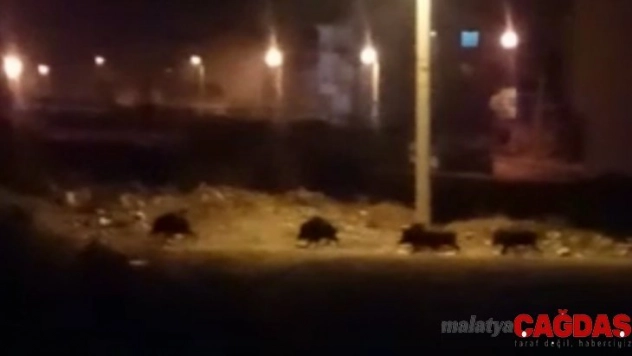 Aç kalan domuzlar mahalleye indi