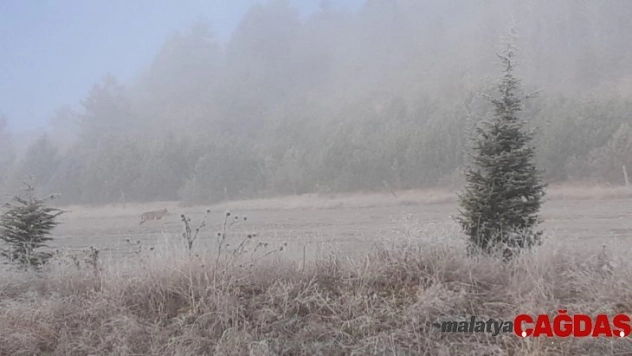 Aç kalan kurt köy yakınına indi