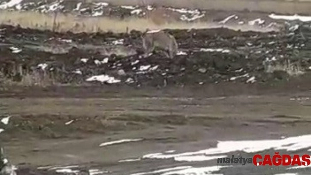 Aç kalan kurt köye kadar indi