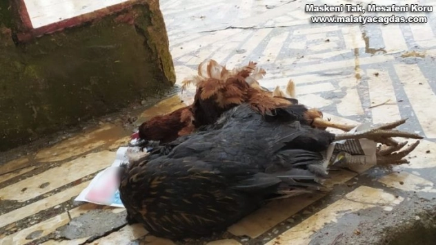 Aç kalan sokak köpekleri tavukları parçaladı