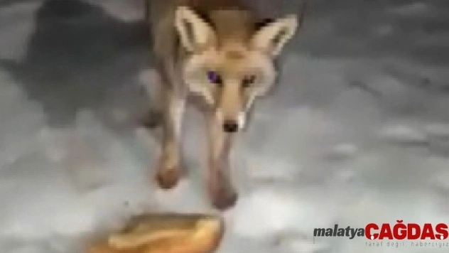 Aç kalan tilki mermer ocağına geldi
